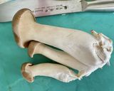 老犬の優しい　トマトチキン鰹節ご飯　愛犬作り方3写真