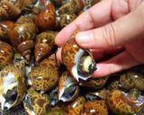 圧力鍋でやわらか！ばい貝の料亭風・煮つけ作り方4写真