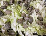 材料２つ！アサリとキャベツの酒蒸し作り方3写真