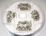 シビ辛☆痺れる旨さ☆乾燥山椒で山椒オイル作り方13写真
