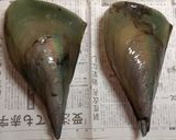 ゴマ油で作るたいらぎ貝の和風オイル漬け！作り方1写真