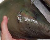 ゴマ油で作るたいらぎ貝の和風オイル漬け！作り方2写真