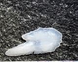 マイワシの梅干し煮作り方6写真