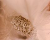 釜揚げしらすのカリカリ揚げ作り方1写真