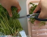 夏バテ予防に♪簡単 豚しゃぶ風うどん作り方1写真