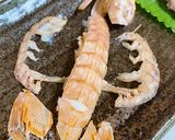 茹でシャコ 蝦蛄 きれいな茹で方 剥き方作り方5写真