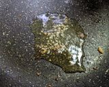 トマトとサラダチキンのアーリオオーリオ作り方2写真