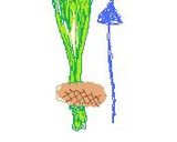 ほうれん草DEまきまき～♪♪作り方3写真