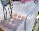 完全防備！梅干しの干し方@ベランダ作り方6写真