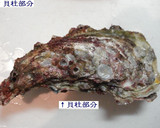 ✿牡蠣の黄金焼き✿作り方1写真