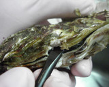 ✿牡蠣の黄金焼き✿作り方2写真