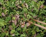 ニンニクの芽とひき肉のスタミナ炒め作り方4写真