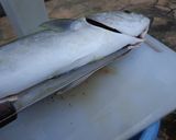 最速のハマチの刺身作り方6写真