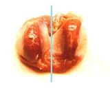 ☺簡単作り置きおつまみ♪砂肝のコンフィ☺作り方1写真