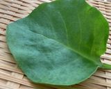 TOP10入り おかわかめのおかかがけ作り方3写真