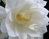 月下美人とオクラの煮びたし作り方10写真