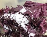 青梅の梅漬け　甘くないカリカリ漬作り方12写真