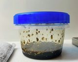 夏にぴったり！みょうがのバルサミコサラダ作り方4写真