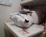 大根と魚のアラの煮物作り方6写真