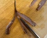 ハサミだけで簡単 松葉おろし　メゴチの天ぷら作り方3写真