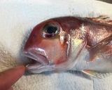 アマダイご飯作り方1写真