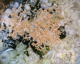 簡単！たっぷりワカメの中華風スープ♪作り方1写真