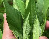 キクイモ茶【一年中楽しめるキクイモ】作り方1写真