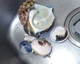 夜光貝の捌き方と食べ方作り方3写真