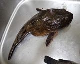 カジカの湯引き作り方1写真