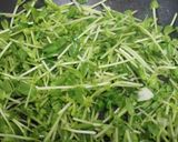 豆苗のにんにく炒め作り方3写真