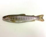 岩魚ときのこのアクアパッツァ作り方1写真