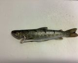 岩魚ときのこのアクアパッツァ作り方2写真