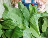 リカちゃん♡甘酸っ*梅肉 蜂蜜モロヘイヤ作り方1写真