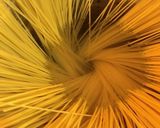 ウニとイクラの冷製パスタ（夏パスタ）作り方5写真