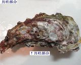 ✿生牡蠣の食べ方✿作り方1写真