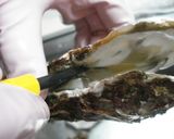 ✿生牡蠣の食べ方✿作り方3写真