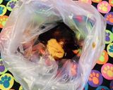 安いびん長お刺身用●漬けまぐろのからあげ作り方2写真