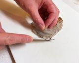 塩水だけででプリプリ！　エビの下処理　作り方3写真