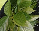 ベジート巻き 野菜のお寿司 モロヘイヤ作り方2写真