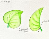 超絶簡単！味付け自由おかわかめのおひたし作り方1写真