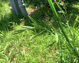 イネ科雑草(イヌムギ)の種のクレープ作り方1写真