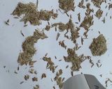 イネ科雑草(イヌムギ)の種のクレープ作り方6写真