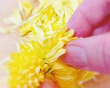 秋の食卓を彩る♪食用菊の茹で方作り方1写真