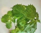 青じそ香る骨太ごはん♪作り方4写真