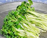 かいわれ大根の昆布締め♪作り方1写真