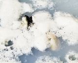 お年寄り絶賛シリーズ☆カキ☆じゃが芋汁☆作り方1写真