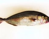 初心者が初めて捌く、カンパチの下処理方法作り方1写真