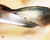 初心者が初めて捌く、カンパチの下処理方法作り方7写真