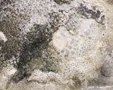 ハーブ香るガリバタチーズフレンチトースト作り方10写真