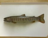 岩魚のリエット作り方1写真